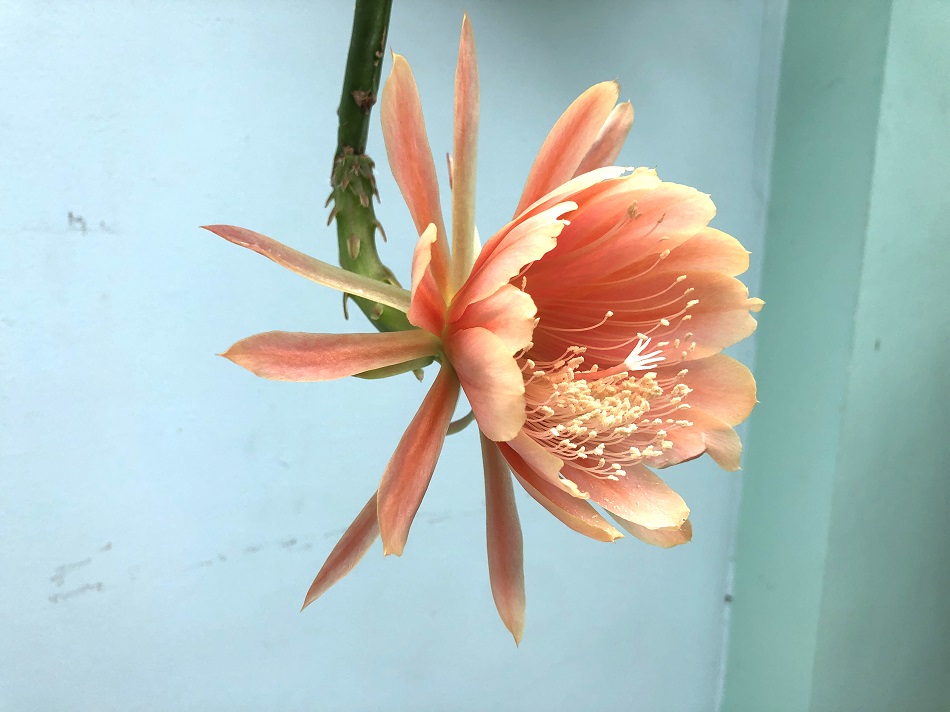 23 epiphyllum king midas.JPG
