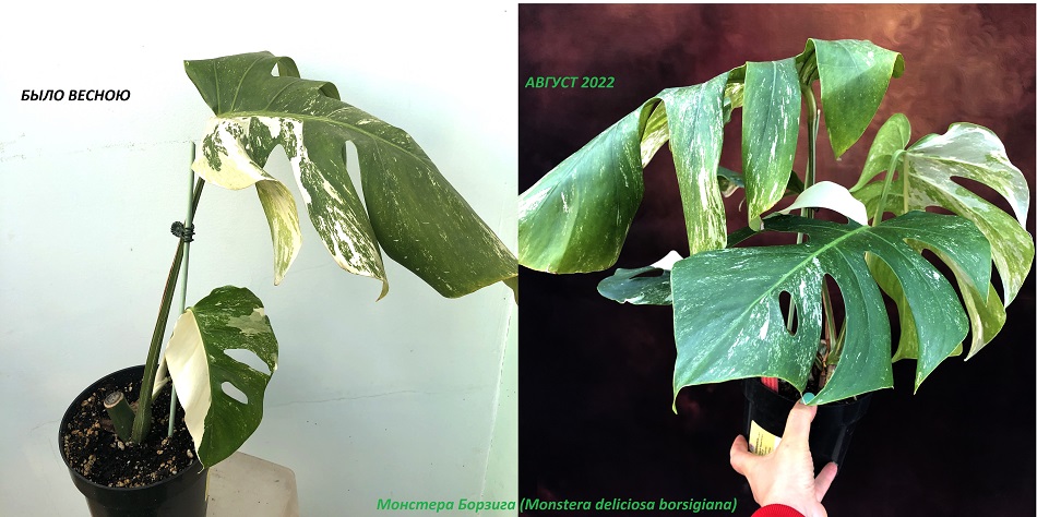 Монстера Борзига (Monstera deliciosa borsigiana) (4) — копия — копия.JPG