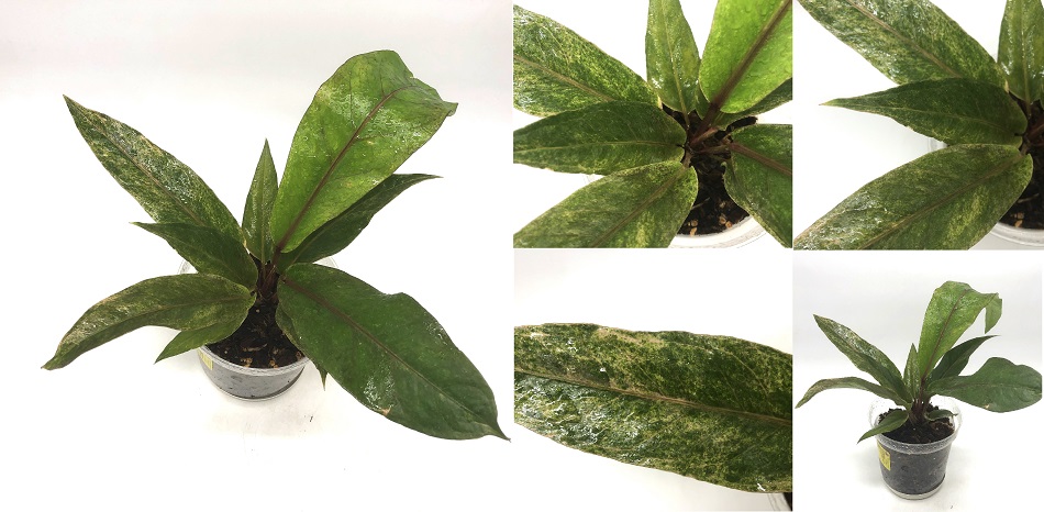 2 антуриум (anthurium).JPG