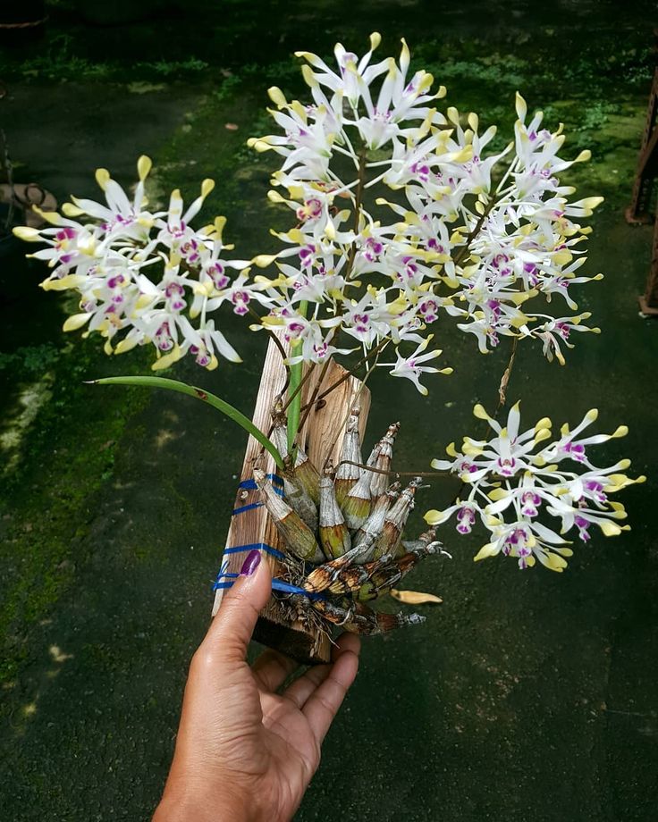 Dendrobium canaliculatum.jpg