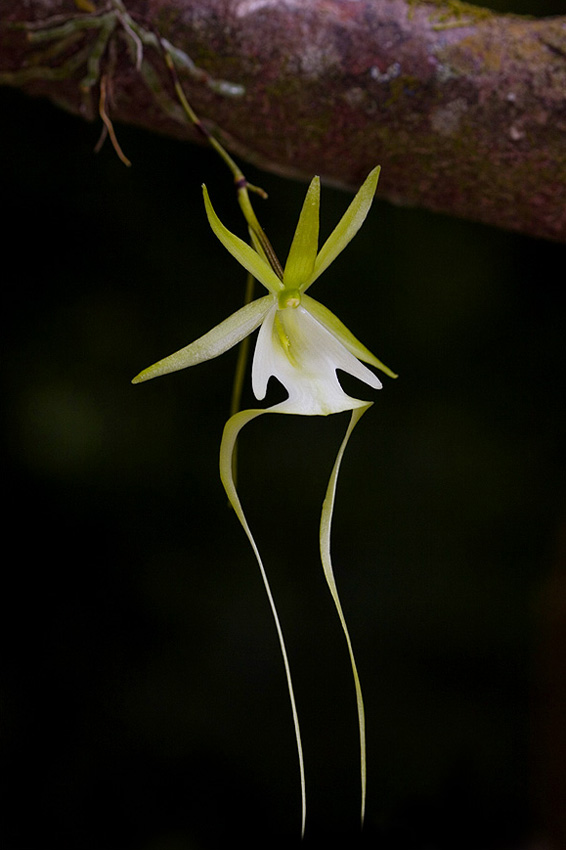 Dendrophylax sallei.jpg