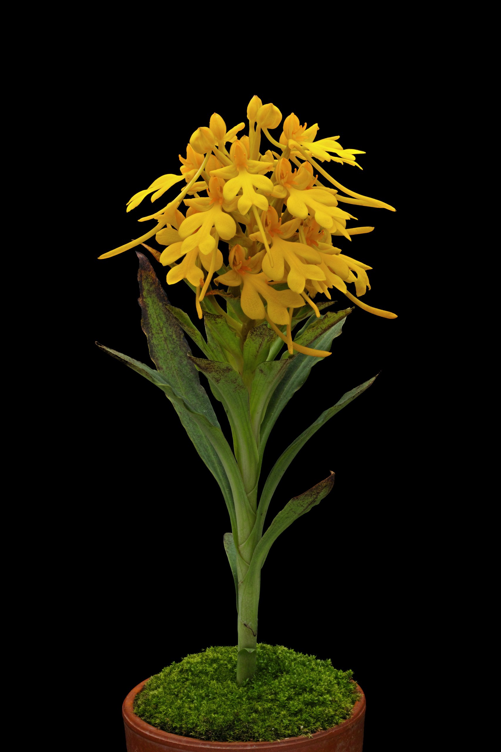 Habenaria rhodocheila Yellow.jpg