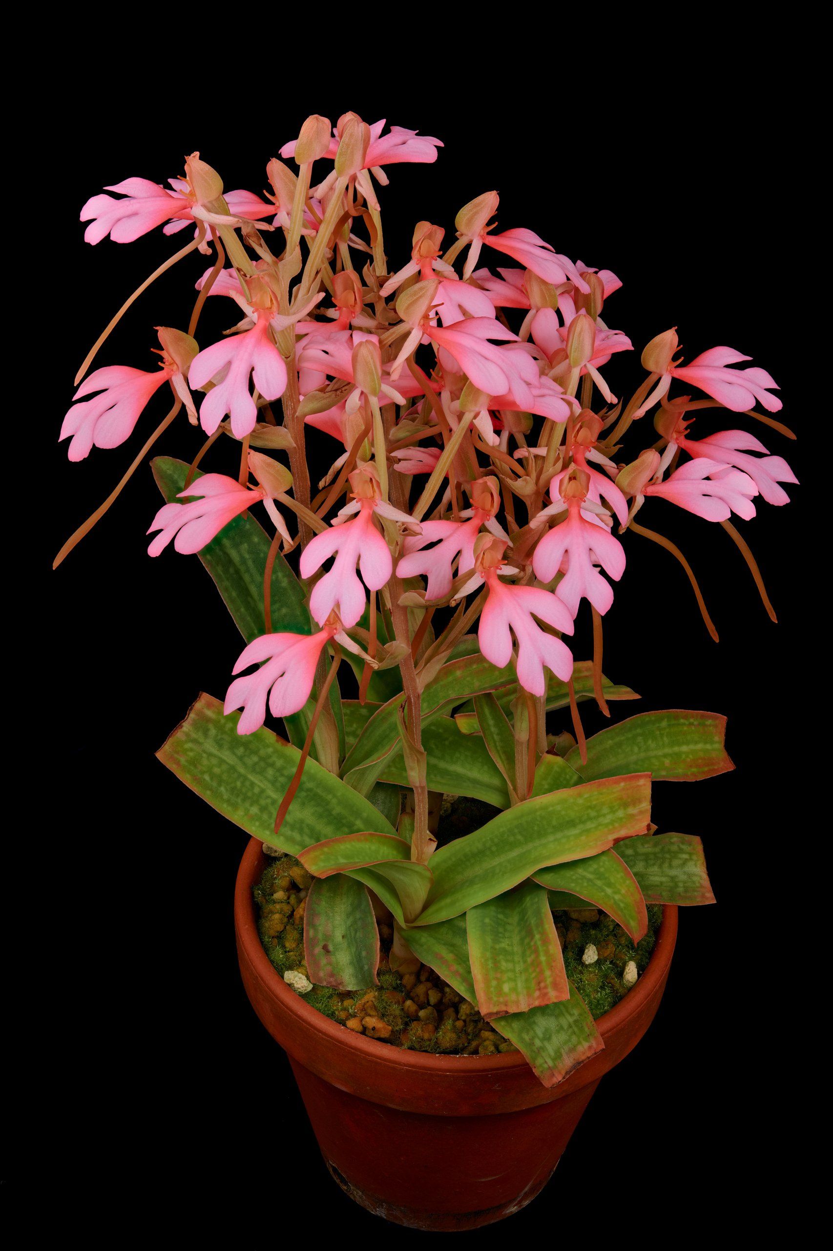 Habenaria rhodocheila Pink.jpg