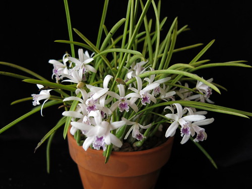 Laelia lundii coerulea.jpg