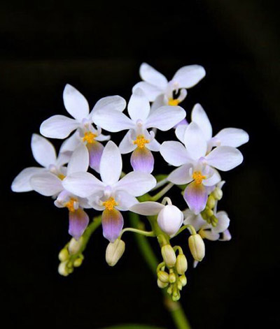 Phalaenopsis equestris var. Blue.jpg