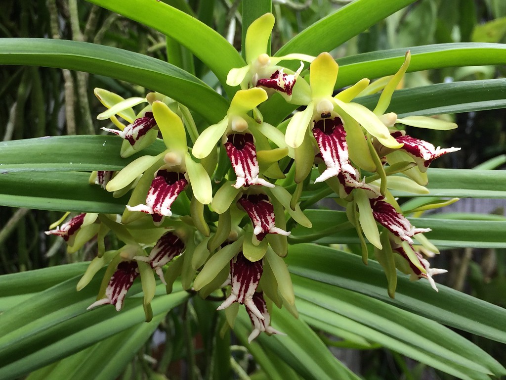 Vanda cristata.jpg
