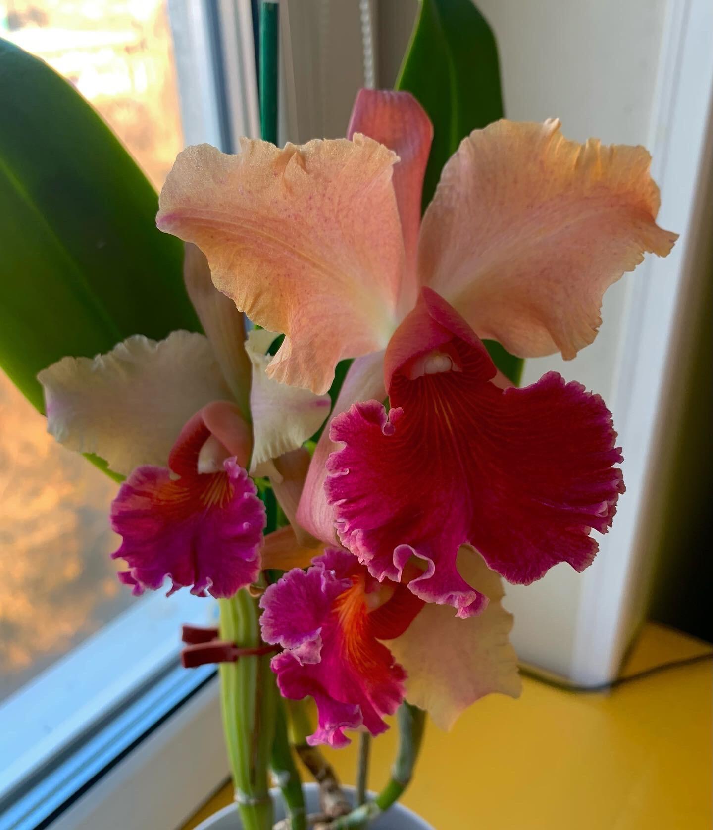 Cattleya Naomi Kerns.jpg