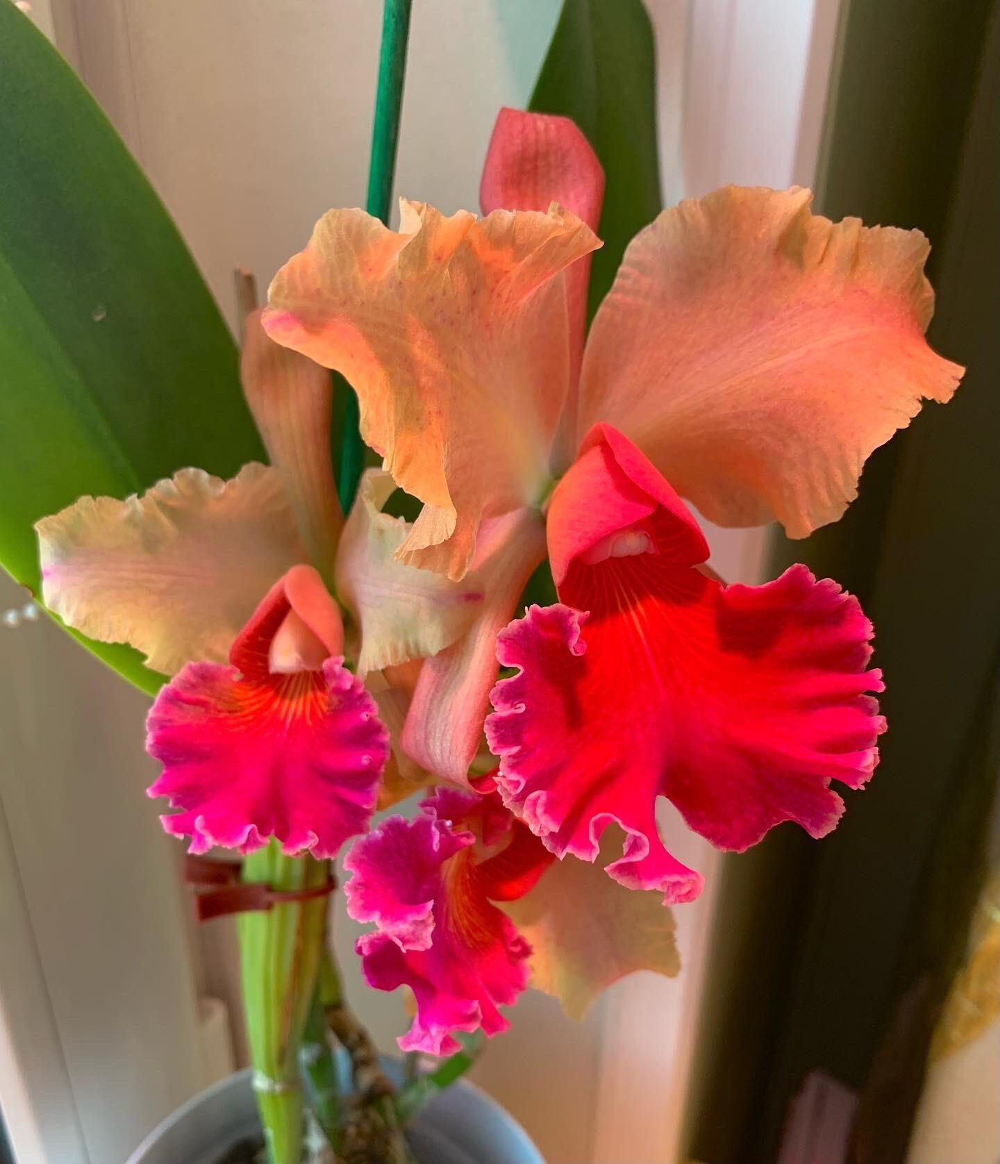 Cattleya Naomi Kerns..jpg