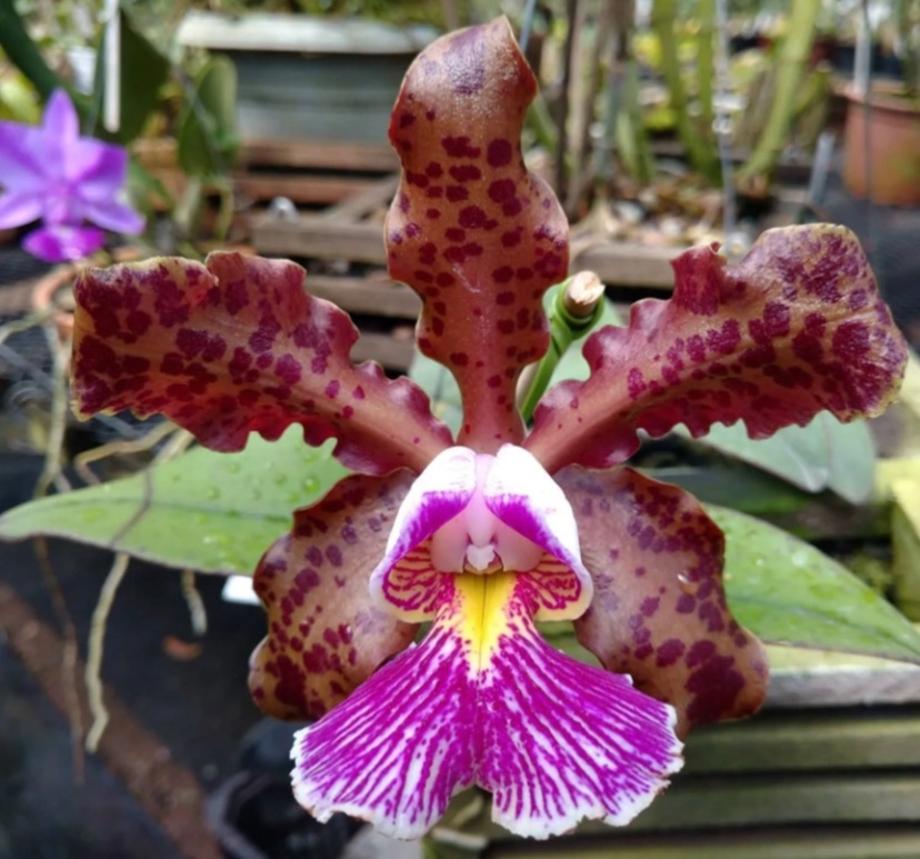 Cattleya schilleriana tipo 1.jpeg