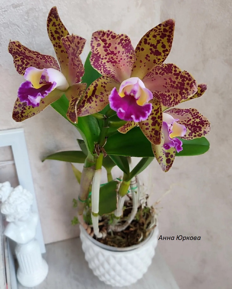 Rlc. Waianae LeopardАнна Юркова.jpg