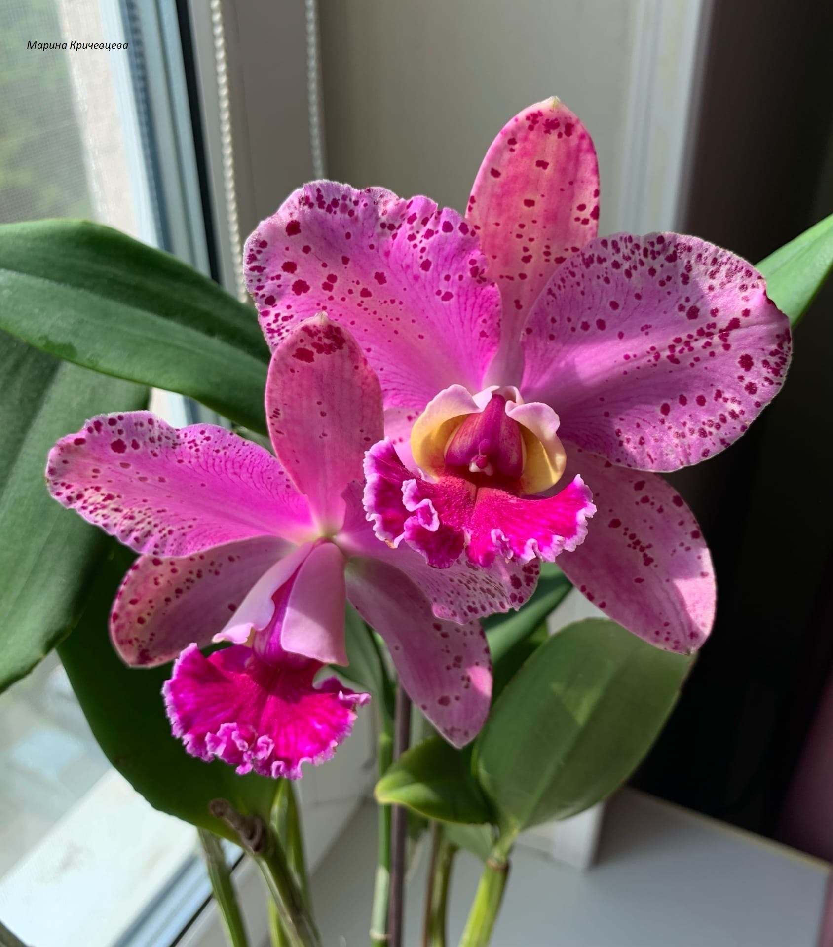 Blc. Durigan 'Hercules',.jpg