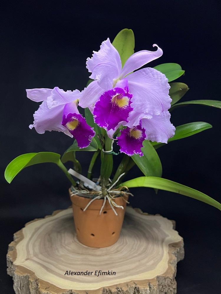 Cattleya warscewiczii 'Gigante do Cuete' от AWZ...jpg