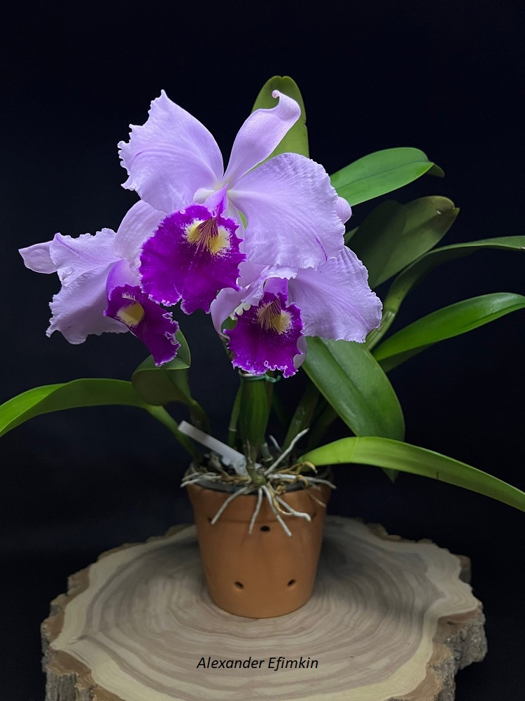 Cattleya warscewiczii 'Gigante do Cuete' от AWZ..jpg