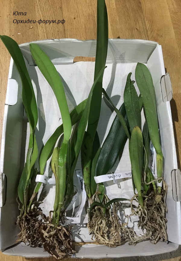 Floralia Orchids (Бразилия).JPG