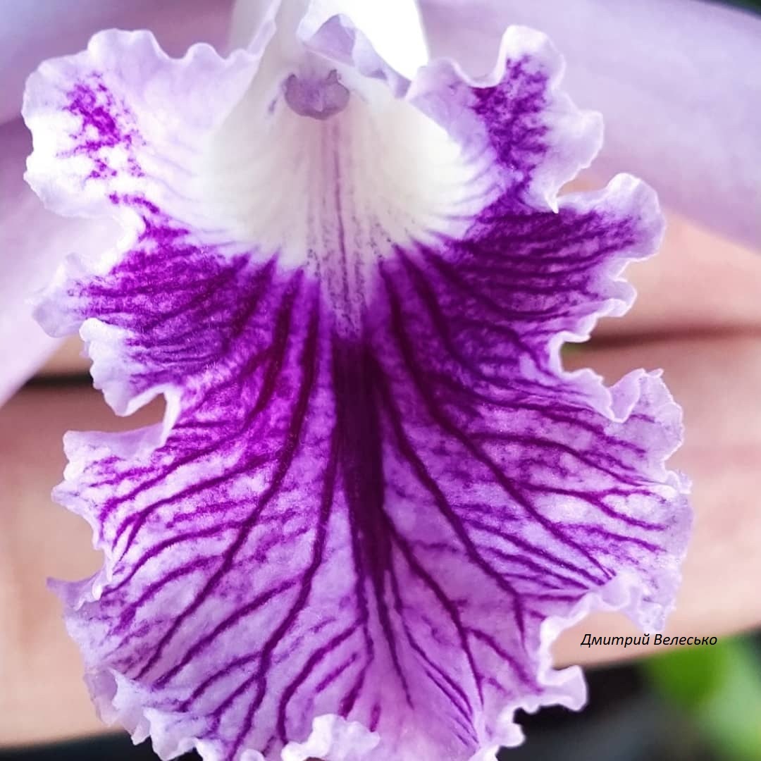 Cattleya Laelia lobata var.caerulea...jpg