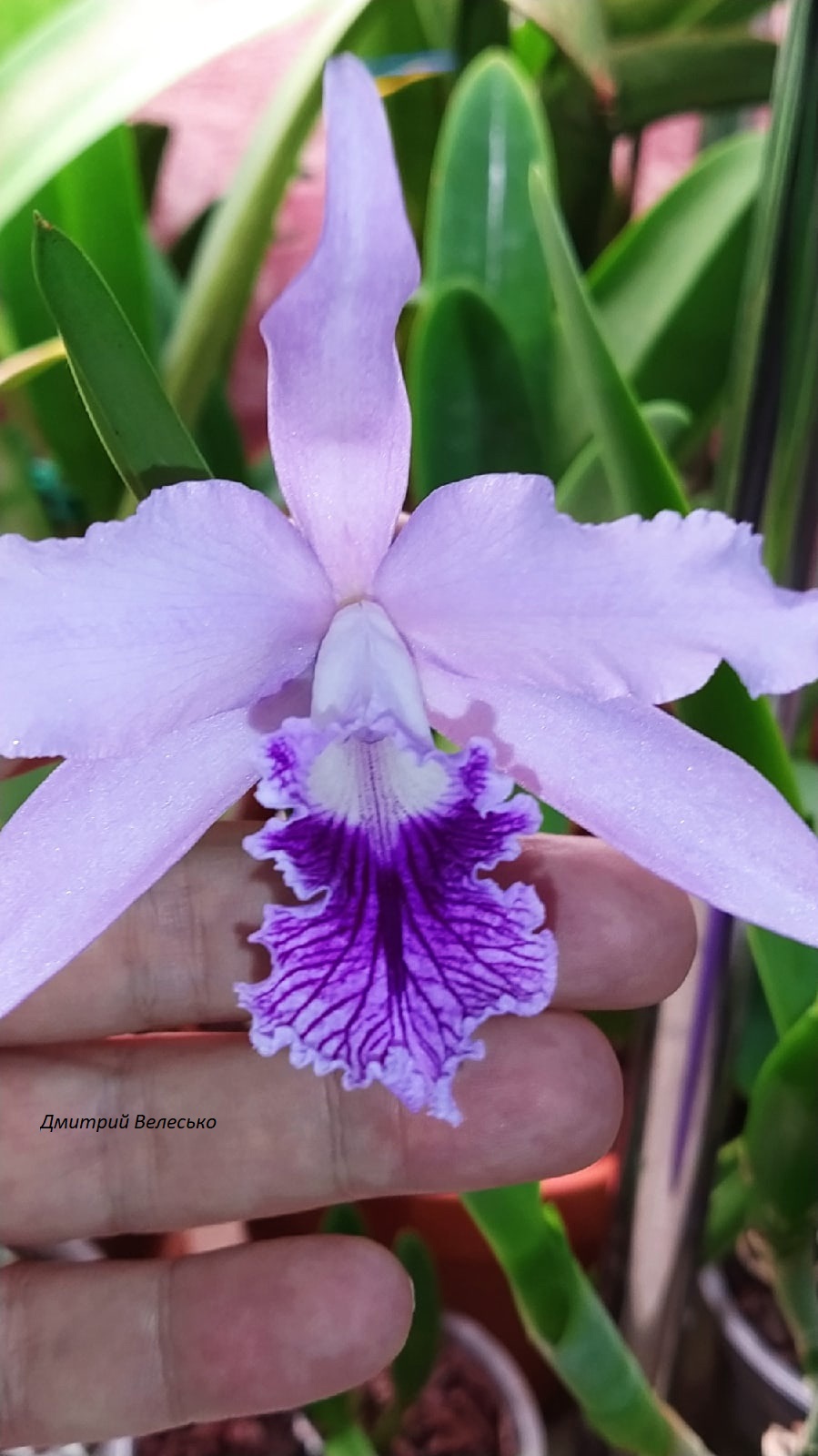 Cattleya Laelia lobata var.caerulea..jpg