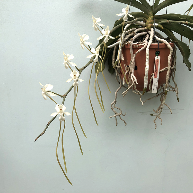 Aerangis somalensis (Аэрангис сомаленсис)..jpg