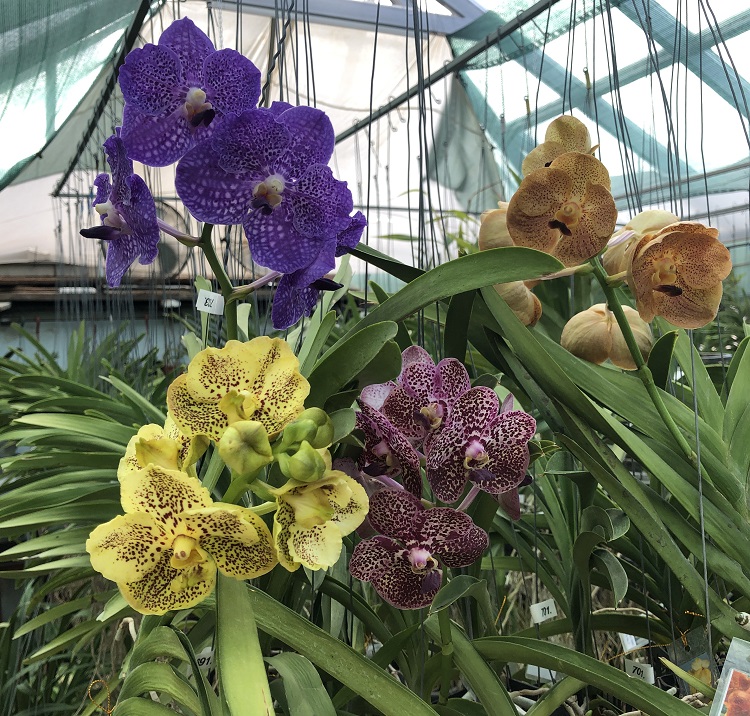 Ванда (Vanda) (9).JPG