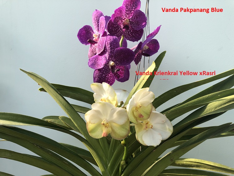 Ванда (Vanda) (5).JPG
