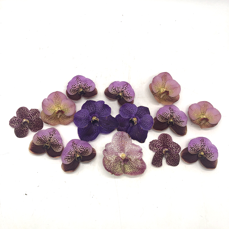 Ванда (Vanda) (2).jpg