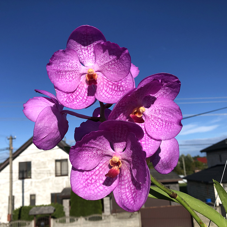 154 Ванда (Vanda Kultana Blue Pink) (17)-2.jpg