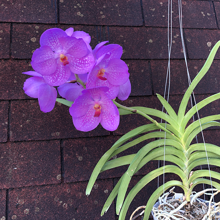 154 Ванда (Vanda Kultana Blue Pink) (20)-2.jpg