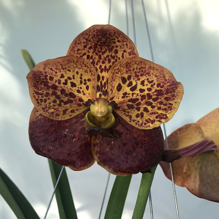 163 Ванда (Vanda Ruchiroy #3) (8)-2.jpg