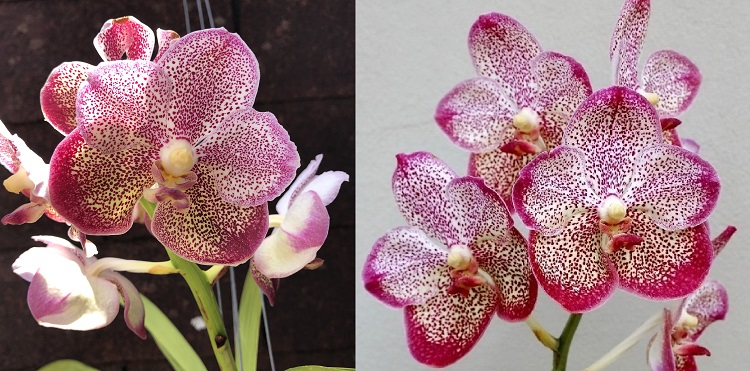 668 Ванда (Vanda Ponpimol X Manuvadee ) X Kultana Blue (28)-1.jpg
