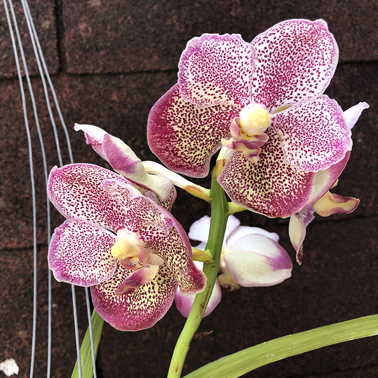 668 Ванда (Vanda Ponpimol X Manuvadee ) X Kultana Blue (24)-2.jpg