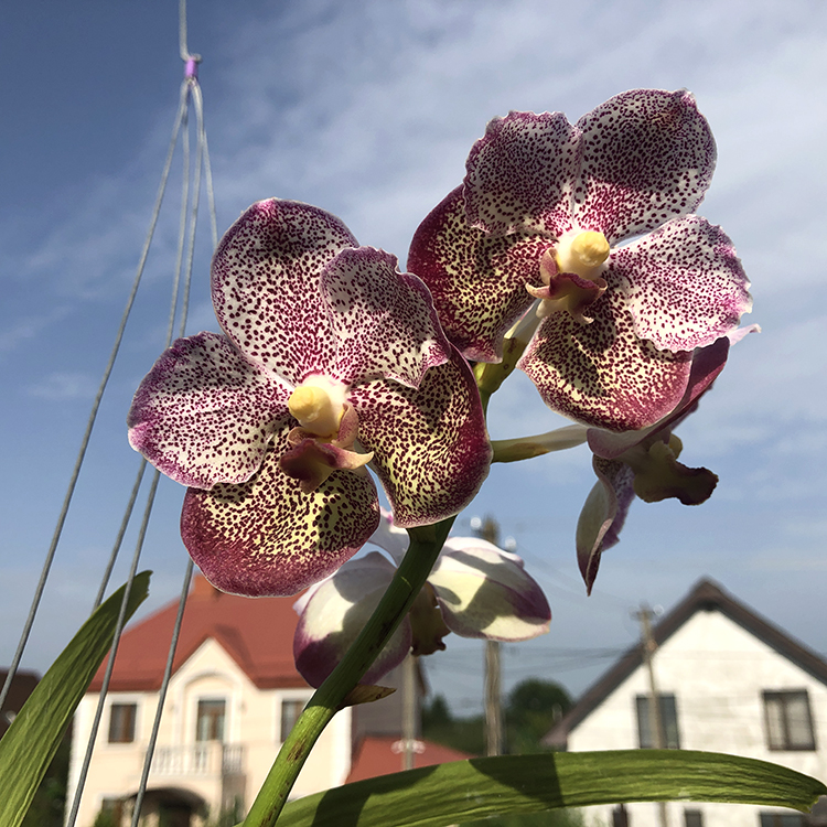 668 Ванда (Vanda Ponpimol X Manuvadee ) X Kultana Blue (12)-2.jpg