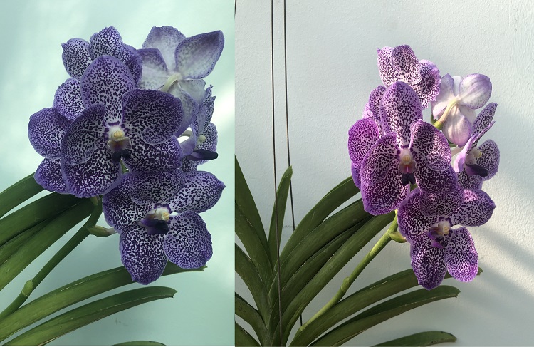 670 Ванда (Vanda  Bangjong Sky Blue No.24) (20).JPG