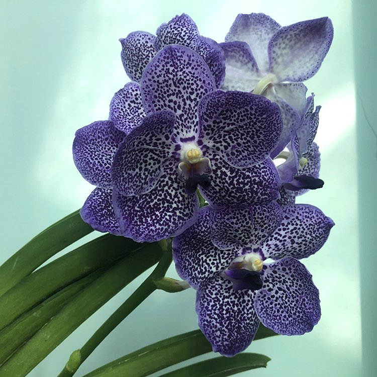670 Ванда (Vanda  Bangjong Sky Blue No.24) (21)-2.jpg