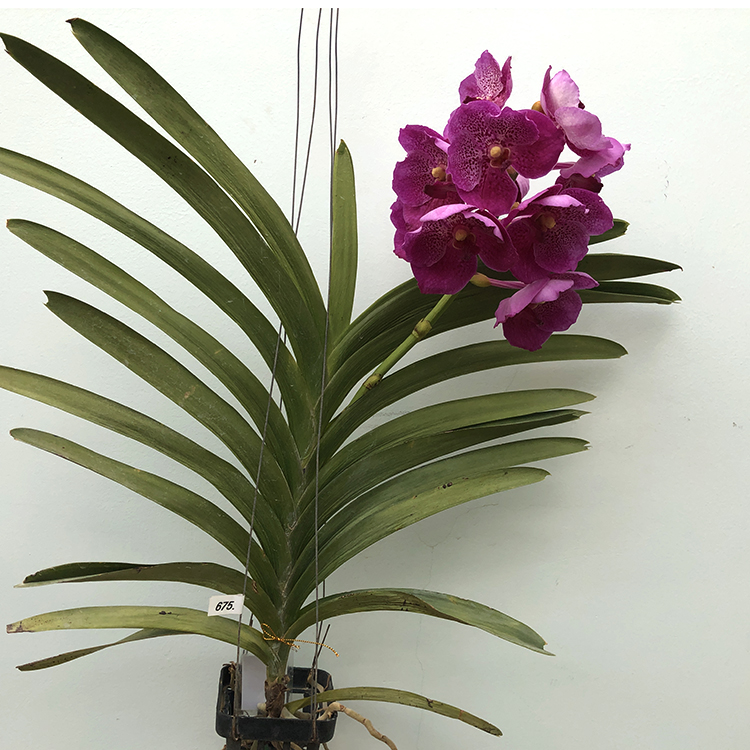 675 Ванда (Vanda  Dr.Anek 32 flower x(Gordon Dilllon-Ponpimol)) (2)-2.jpg