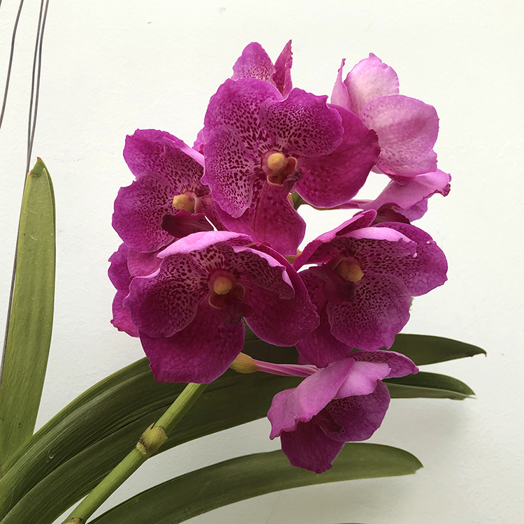 675 Ванда (Vanda  Dr.Anek 32 flower x(Gordon Dilllon-Ponpimol)) (8)-2.jpg