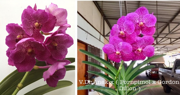 675 Ванда (Vanda  Dr.Anek 32 flower x(Gordon Dilllon-Ponpimol)) (6)-22.jpg