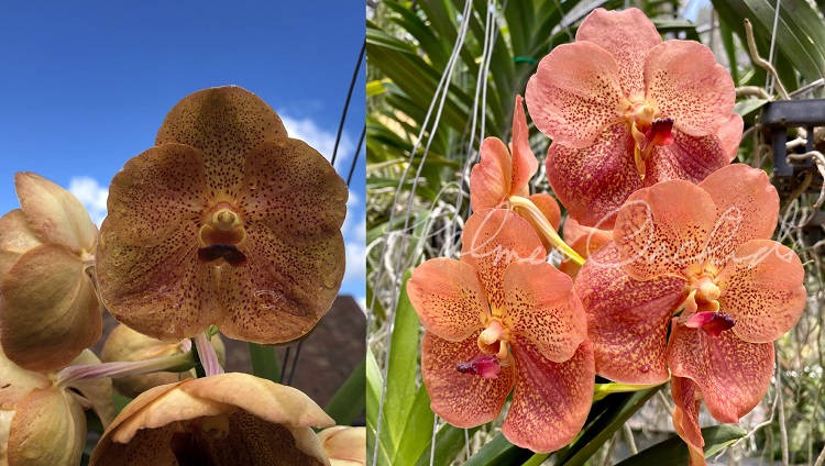 678 ВАНДА (VANDA Fuchs Harvestmoonx Dhongchai PusavatNo.362) (14)...jpg