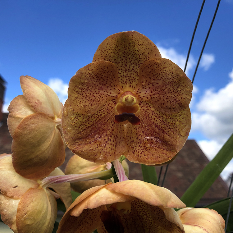 678 ВАНДА (VANDA Fuchs Harvestmoonx Dhongchai PusavatNo.362) (14)-2.jpg