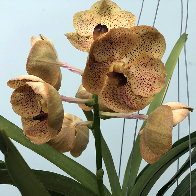 678 ВАНДА (VANDA Fuchs Harvestmoonx Dhongchai PusavatNo.362) (7)-2.jpg