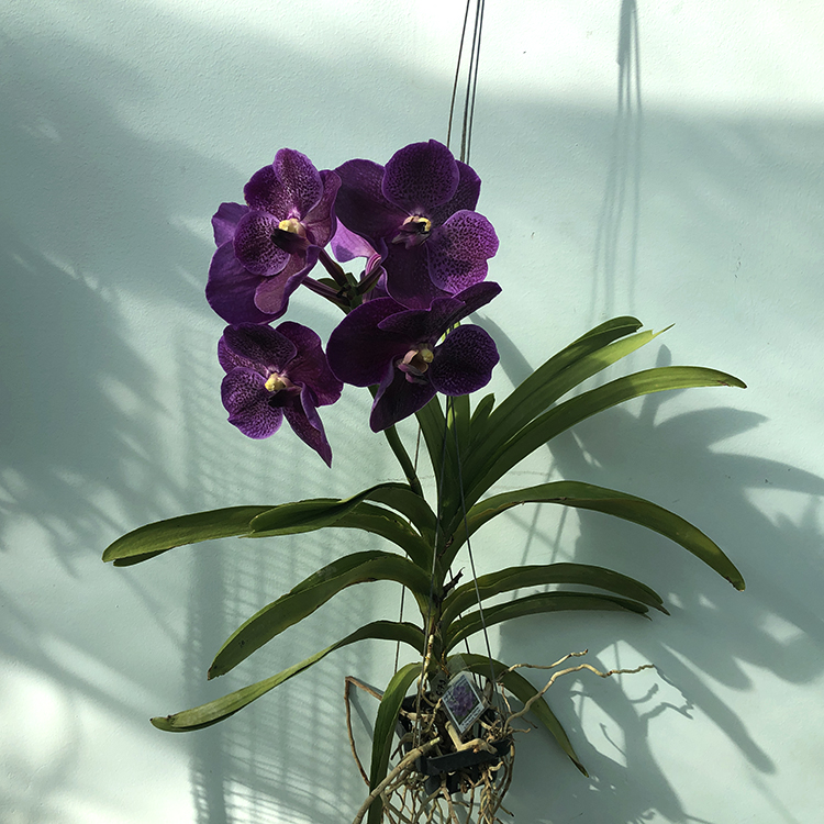 679 Ванда (Vanda  Gordon Dillon x Dr. AnekNo.29) (17)-2.jpg