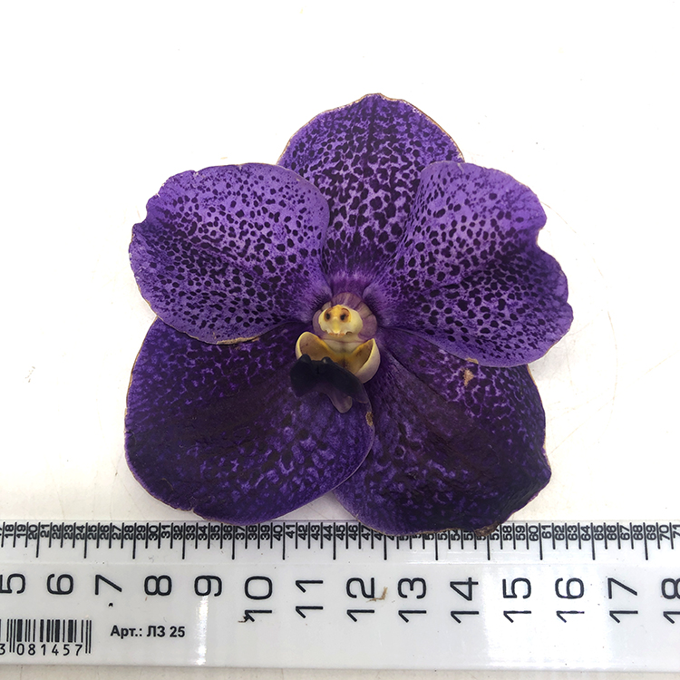 679 Ванда (Vanda  Gordon Dillon x Dr. AnekNo.29) (8)222.jpg