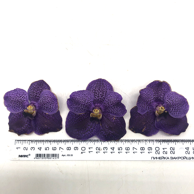 679 Ванда (Vanda  Gordon Dillon x Dr. AnekNo.29) (5)2222.jpg