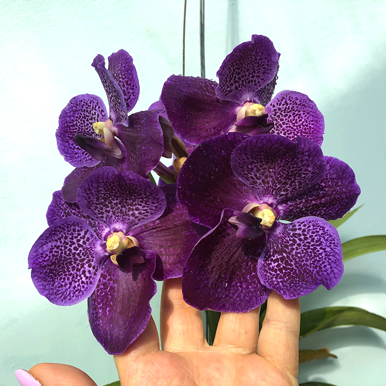 679 Ванда (Vanda  Gordon Dillon x Dr. AnekNo.29) (5)-2.jpg