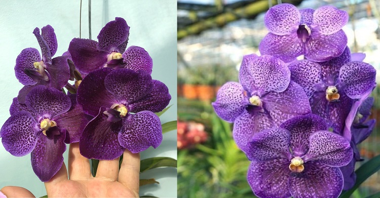 679 Ванда (Vanda  Gordon Dillon x Dr. AnekNo.29) (5).jpg