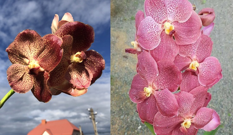 682 ВАНДА (VANDA Kultana Gold x Dr.Anek) (6)...jpg