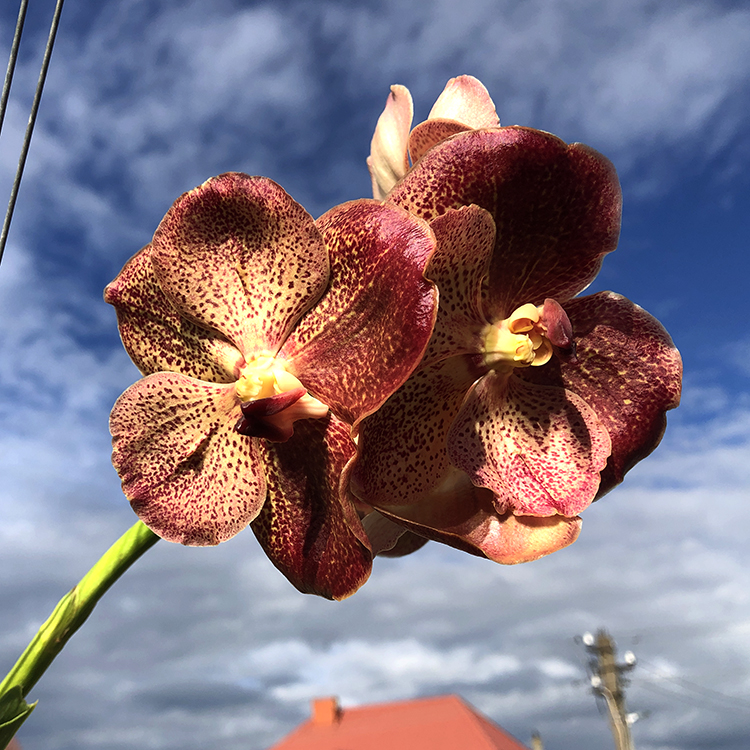 682 ВАНДА (VANDA Kultana Gold x Dr.Anek) (6)-2.jpg