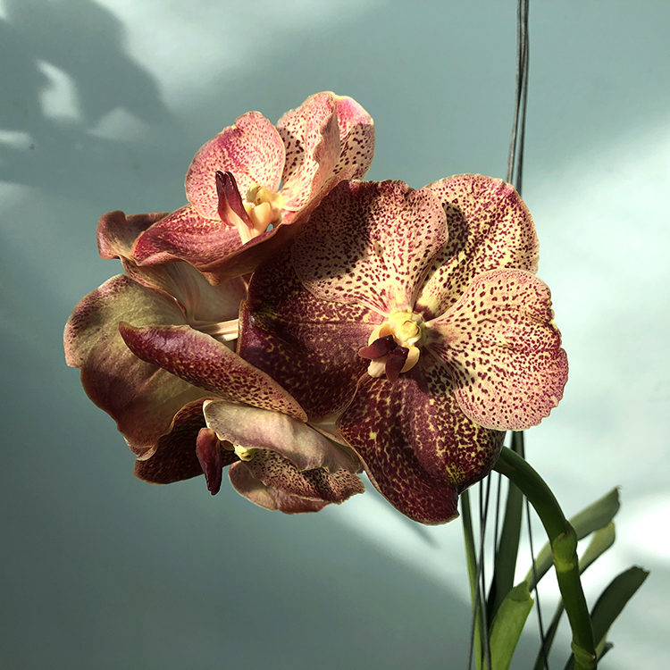 682 ВАНДА (VANDA Kultana Gold x Dr.Anek) (5)-2.jpg