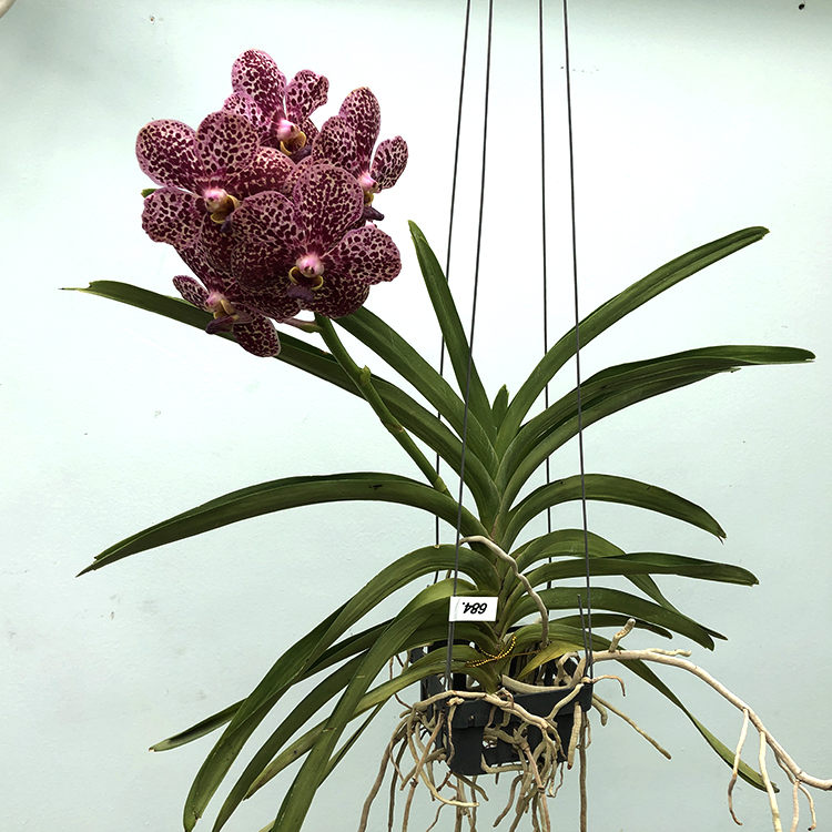 684 ВАНДА (VANDA Kulwadee Fragrance,No.27_Red Mutation) (56)-2.jpg