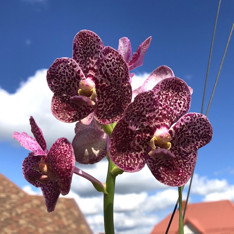 684 ВАНДА (VANDA Kulwadee Fragrance,No.27_Red Mutation) (43)-2.jpg