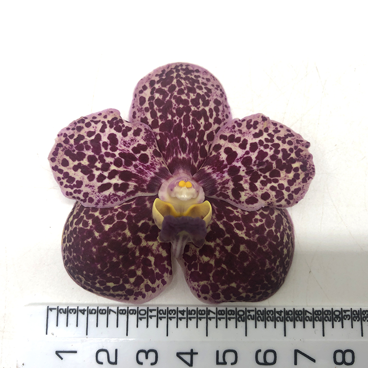684 ВАНДА (VANDA Kulwadee Fragrance,No.27_Red Mutation) (4)222.jpg