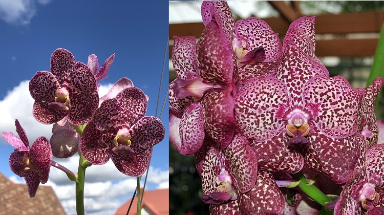 684 ВАНДА (VANDA Kulwadee Fragrance,No.27_Red Mutation) (43)...jpg